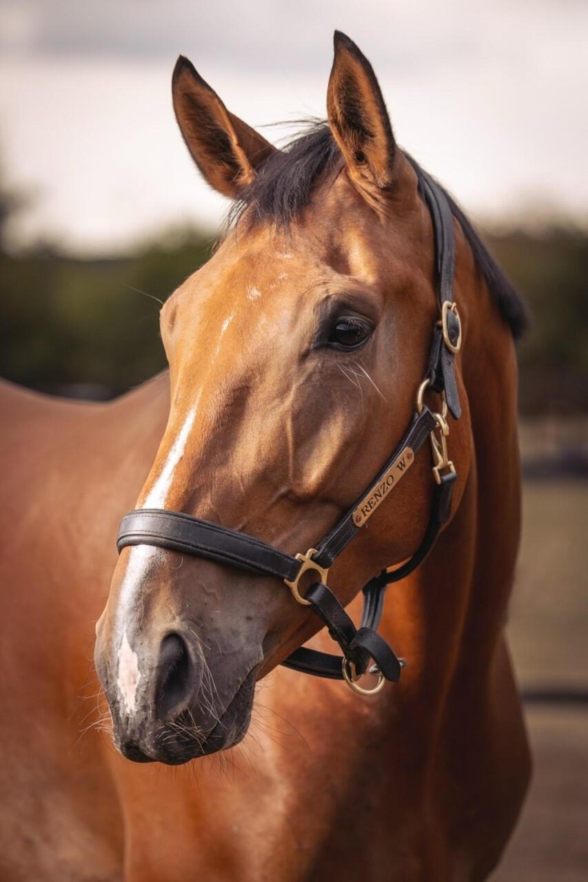 Lorenzo (9YO)